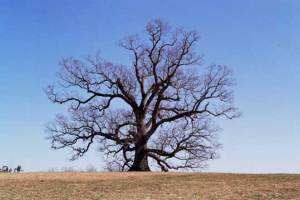 Oak Tree at Oak Ridge Estate